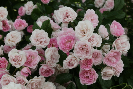 Frau Eva Schubert foto Klara Kopač
